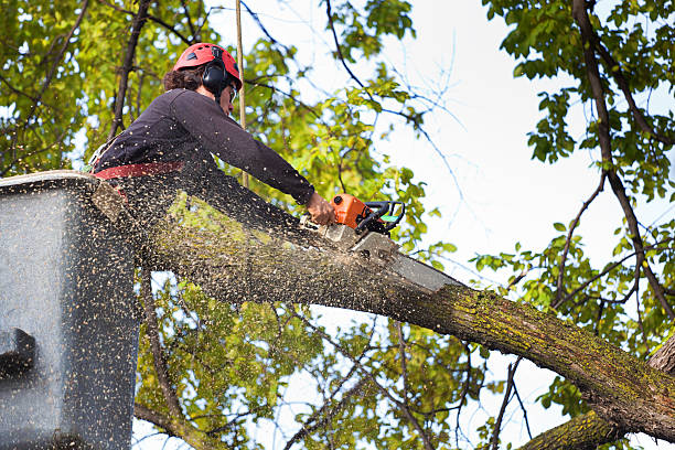 Best Root Management and Removal  in Mcadenville, NC