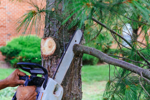 How Our Tree Care Process Works  in  Mcadenville, NC